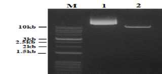 pCAMBIA1303 제한효소 처리 (M: 1kb+ DNA Ladder, 1: pCAMBIA1303②, 2: pCAMBIA1303② (SacⅠ/HindⅢ))