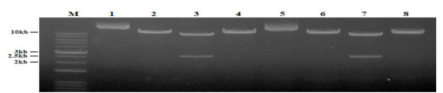 pCAMBIA1303(SacⅡ/EcoRⅠ) T4 fill-in 제한효소 처리(M: 1kb+ DNA Ladder, 1&5: pCAMBIA1303(SacⅡ/EcoRⅠ) T4 fill-in, 2&6: SacⅡ 처리, 3&7: SacⅡ/EcoRⅠ 처리, 4&8: SacⅡ/SacⅠ 처리