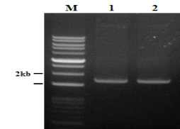 PCR purification 결과(M: 1kb+ DNA Ladder, 1-2: t-PA)