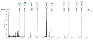 FucT과 Hex4 knockout n-glycan 분석