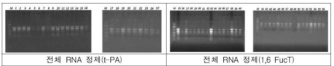 t-PA 또는 1,6 FucT로 형질전환된 동진 세포주로부터 RNA 정제