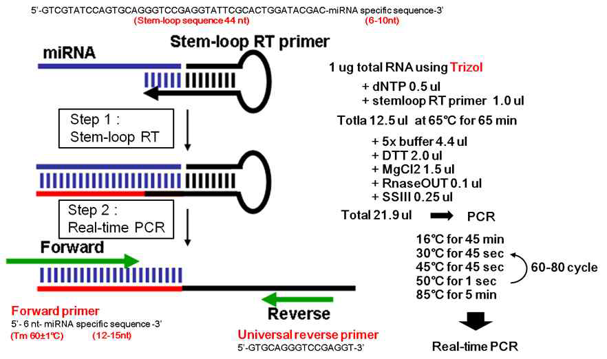 Stem-loop PCR 방법