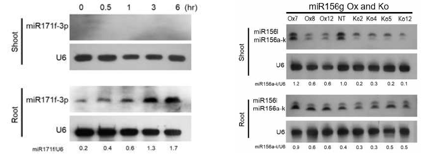 Northern blot 실험을 이용한 mature miRNA 발현 확인