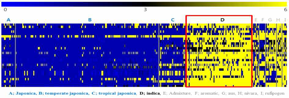 염분 저항성 유전자들의 각 품종에 대한 indel 정보를 heat-map으로 시각화함. 노란색은 자포니카에 비해서 indel의 횟수가 많음을 의미하고 파란색은 indel의 변화가 없음을 의미함. 총 26개 유전자에서 자포니카(A,B,C)와 비교하여 인디카(D)에서 indel이 형성이 뚜렷한 것을 확인함