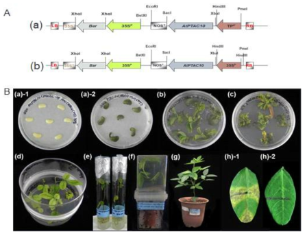 pPCKLSL 벡터를 이용한 AtPTAC10 도입 콩 형질전환체 생산 과정. (A) 콩 형질전환용 벡터. (a) pPCKLSL.0-pTP:AtPTAC10 벡터. (b) pPCKLSL-p35s:AtPTAC10 벡터. (B) AtPTAC10 도입 콩 형질전환체 생산