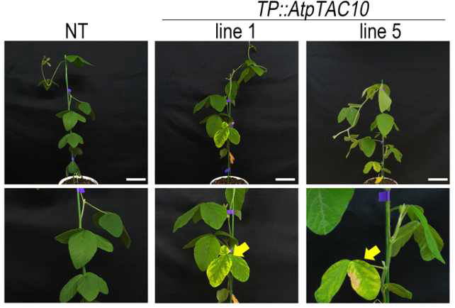 pPCKLSL-pTP:AtPTAC10 T1 형질전환체의 표현형