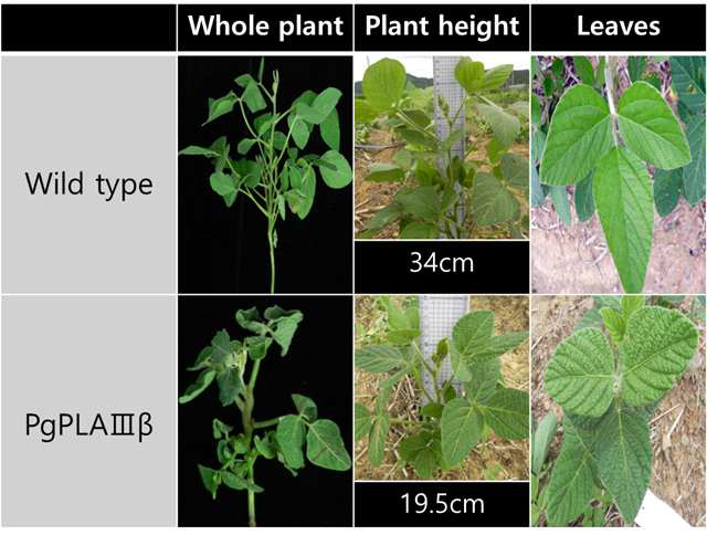 pB2GW7.0-p35S:PgPLAⅢβ와 Wild type 표현형 비교