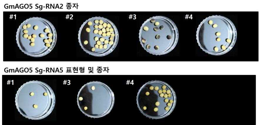 pBAtC-Cas9:GmAGO5 SgRNA-2 및 pBAtC-Cas9:GmAGO5 SgRNA-5 T1 종자 표현형