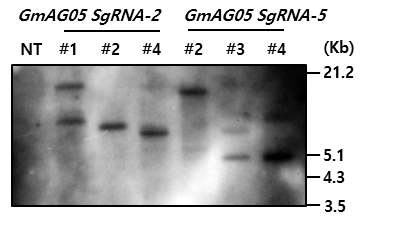 pBAtC-Cas9:GmAGO5 SgRNA-2 및 pBAtC-Cas9:GmAGO5 SgRNA-5 T0 형질전환체의 copy 수 확인