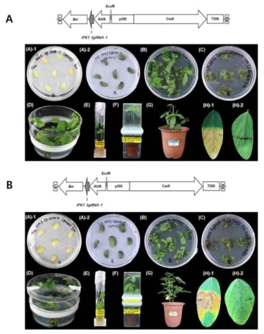 pBAtC 벡터를 이용한 IPK1 SgRNA-1 및 IPK1 SgRNA-4 도입 콩 형질전환체 생산 과정. (A) pBAtC-Cas9:IPK1 SgRNA-1. (B) pBAtC-Cas9:IPK1 SgRNA-4
