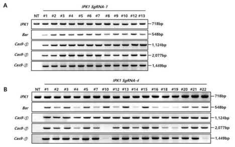 pBAtC-Cas9:IPK1 SgRNA-1 및 pBAtC-Cas9:IPK1 SgRNA-4 T0 형질전환체의 유전자 도입 확인