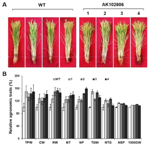 2018년 대조구 일미와 OsCHP 벼 형질전환체간의 표현형 및 농업형질 분석. (A) 생식단계의 표현형 비교. (B) 농업형질 비교분석(TPW, total plant weight; CW culm weight; RW, root weight; NT, number of panicle per tiller; NP, number of tiller; TGW, total grain weight; NTG, number of total grain; NP, number of tiller; NSP, number of spikelet per panicle; 1000GW, 1000-grain weight) 각각의 결과는 대조구 일미를 100%로 두고 상대적으로 나타내었다
