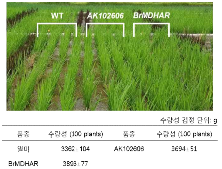 벼 형질전환체(BrMDHAR, OsCHP)와 대조구 일미의 수량 검정