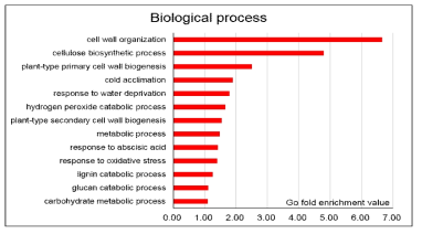 Gene Ontology 분석, biological process
