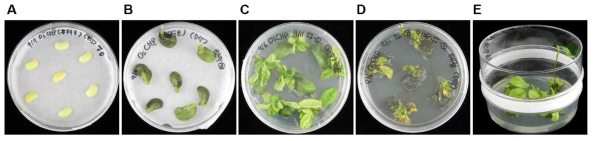 Agrobacterium을 이용한 콩 형질전환(OsCHP ) 및 배양. (A) 접종 후 half-seed 배양. (B) 배양 후 5일 경과 (C) SIM 배지에서의 14일 경과 (D) 10 mg L-1 PPT 처리하여 14일 경과 (E) 5 mg L-1 PPT 처리한 SIM 배지에서 신초 신장을 진행하여 형질전환체를 생산하였다
