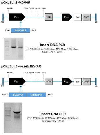 pCKLSL 벡터(pCAMBIA 3300 backbone)에 BrMDHAR과 Swpa2-BrMDHAR 유전자 삽입