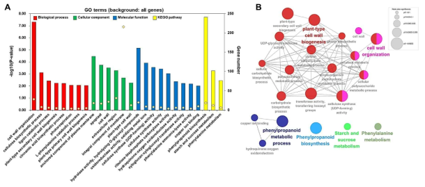 Gene set enrichment analysis. (A) DAVID 분석을 통해 얻은 Gene Ontology(GO) term 그래프를 나타내었다. (막대 그래프, P -value; 도트 그래프, 유전자 개수). (B) GO enrichment network. 네트워크의 노드는 특정 GO term을 나타낸다. 노드를 연결하는 선은 GO term 간에 중복되는 유전자의 유무를 의미한다