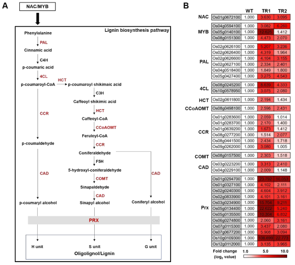 리그닌 합성 연관 유전자의 발현 프로파일. (A) 리그닌 합성 경로 모식도. (B) RNA-seq 분석을 통한 리그닌 합성 연관 유전자의 발현 비교