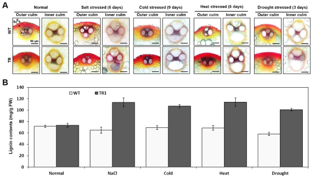 Salt, cold, heat, drought 스트레스에 노출된 OsCHP 벼 형질전환체와 대조구 일미의 리그닌 함량 분석. (A) 각 스트레스 노출 후 Phloroglucinol 염색. (B) 각 스트레스 노출 후 리그닌 함량 측정