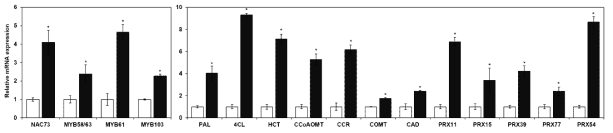 리그닌 연관 유전자의 상대적인 mRNA 발현