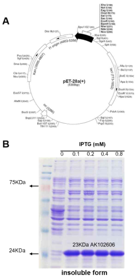 OsCHP 단백질 발현 분석. (A) 단백질 발현을 위해 사용된 pET-28a(+) 벡터 지도. (B) Insoluble form의 OsCHP 단백질