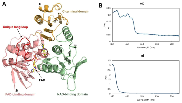 DaMDHAR 단백질 구조 분석. (A) DaMDHAR 단백질 구조(빨간색, FAD-binding domains; 초록색, NAD-binding domains; 노란색, C-terminal domains). (B) NADH 유무에 따른 DaMDHAR의 UV-visible spectrum