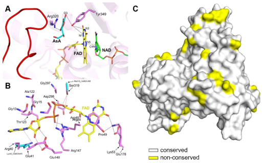 DaMDHAR와 OsMDHAR의 단백질 구조 비교. (A) 두 단백질의 중첩 구조로 측면 Tyr349에 의해 FAD를 통한 NAD에서 ascorbic acid로의 전자 전달 경로 확대도. (B) FAD 결합 부위의 확대도(수소 결합 및 반데르발스 결합은 선으로 표시되며 각각 녹색과 파란색으로 표시되고 결합한 FAD는 노란색으로 표시하였다. (C) DaMDHAR 및 OsMDHAR의 중첩된 구조는 두 단백질의 표면상의 아미노산이 매우 가변적임을 보여준다