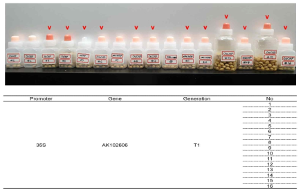 T1세대 OsCHP 콩 형질전환체 라인