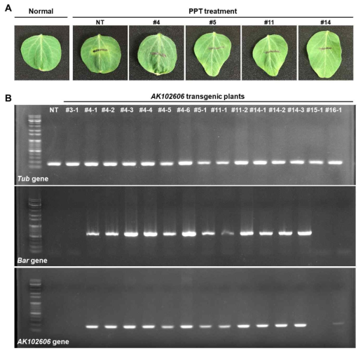 OsCHP 콩 형질전환체의 목적유전자 삽입 유무 확인. (A) 100 mM PPT 처리 후 표현형. (B) OsCHP 콩 형질전환체의 genomic PCR 분석
