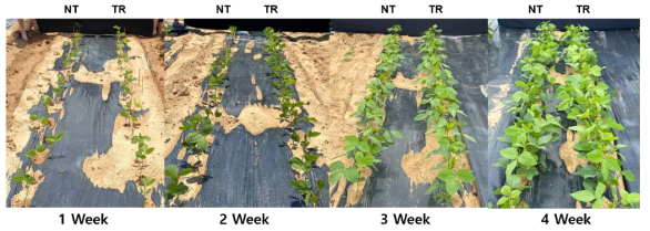 GMO 포장지에서 콩 형질전환체의 파종 후 매주 별 생육사진
