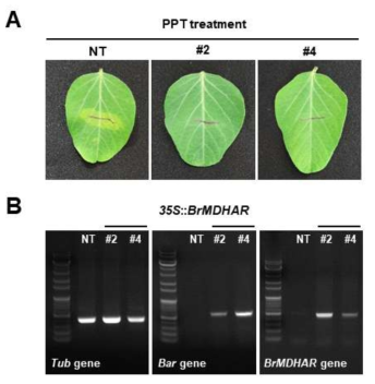 BrMDAHR 콩 형질전환체의 목적유전자 삽입 유무 확인. (A) 100 mM PPT 처리 후 표현형. (B) BrMDAHR 콩 형질전환체의 genomic PCR 분석