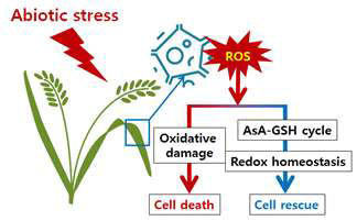 활성산소종(ROS)에 의한 식물세포 반응