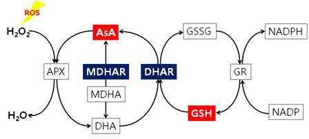 Ascorbate(AsA)와 glutathione(GSH)을 이용한 항산화 매커니즘