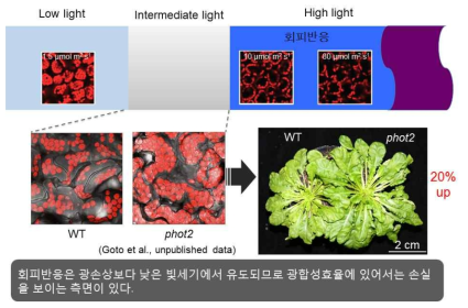 애기장대 phot2의 항시적 집합반응에 의한 광합성 효율의 증가