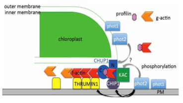 CHUP1신호복합체가 중합하는 cp-actin에 의한 엽록체이동 모델