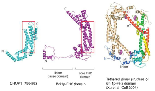 CHUP1 C말단의 X선 결정구조 분석