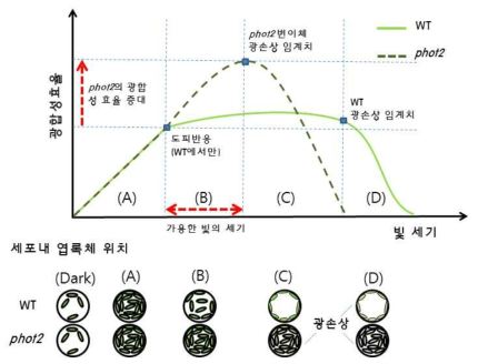 phot2 변이체를 이용한 광합성효율 증대 전략