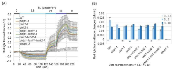 적색광 투과도를 이용한 다중 chip1 변이체의 엽록체 운동 분석 (A) 다양한 청색광 세기(0, 3,2, 21, 48 μmol·m-2·s-1)에 대한 적색광 투과도(ΔT). (B) 적색광 투과도의 변화 속도(ΔT/min)
