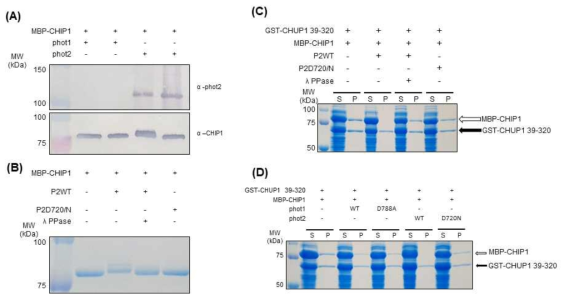 CHIP1은 phot2의 인산화 기질로 기능 (A) 재조합 단백질을 이용한 phot2의 인산화 시스템 개발. (B) CHIP1은 phot2에 의한 인산 화로 인해 밴드 시프트를 나타냄. (C, D) CHIP1의 phot2 의존적 인산화는 CHUP1과 CHIP1 의 상호작용을 저해함
