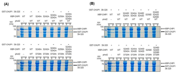 phot2에 의해 인산화 되는 S240, S242, S258의 CHUP1 상호작용 검증 (A) 인산화 사이트의 Ala로 치환한 재조합 CHIP1의 CHUP1과의 상호작용 검증. (B) 인산화 mimic Asp로 치환한 재조합 CHIP1의 CHUP1과의 상호작용 검증