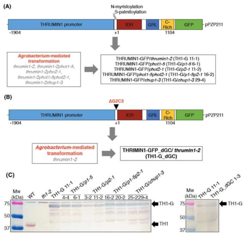 THRUMIN1-GFP 도입 애기장대 형질전환체 제작. (A) THRUMIN1-GFP의 phot1, phot2, phot1phot2 변이체에 도입한 형질전환체. (B) THRUMIN1-GFP의 원형질막 결합 myristoylation, palmitoylation 사이트 결손 형질전환체. (C) 각 형질전환체의 Western blot 분석