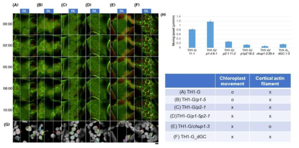 THRUMIN1-GFP의 cp-actin 우선적 다발화 기능