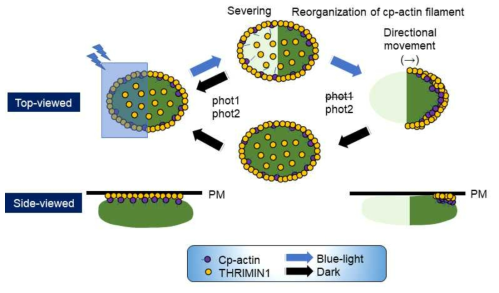 THRUMIN1 및 cp-actin의 청색광 의존적 조절 메커니즘. 엽록체의 부분적인 청색광의 조사를 통해 엽록체 외포막과 원형질막 사이에서 cp-actin 및 THRUMIN1의 탈중합 및 분리가 일어나 cp-actin과 THRUMIN1의 비대칭적 배치가 유도된다. 반면, 암상에서는 엽록체 전체로 가역적인 배치를 보인다. 이와 같은 조절의 전과정에는 phot2가 기능하며, phot1은 부분적으로 기능한다. 비대칭적 배치는 엽록체운동의 방향성과 운동속도를 결정한다