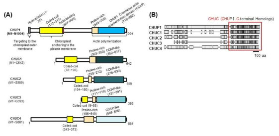 CHUP1 및 CHUC의 분자구조. (A) CHUP1 및 CHUC의 분자구조. (B) 아미노산 수준에서의 상동성. CHUC C말단은 CHUP1 C말단과 높은 상동성을 보임. 하지만, N말단의 구조에서는 coiled coil을 포함하며 다양성을 보여줌