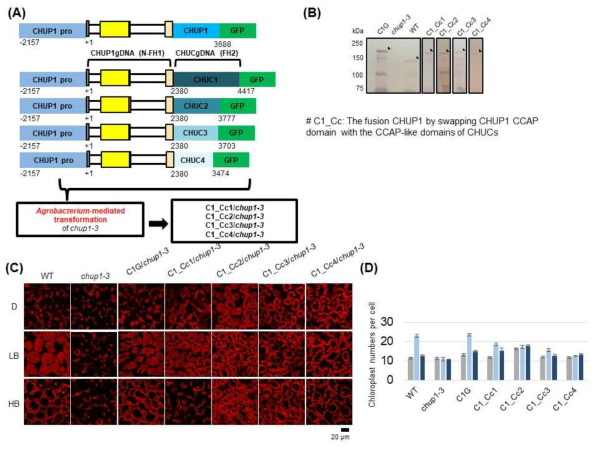CHUP1-CHUC swapping 유전자도입 형질전환체의 생리적 기능 (A) CHUP1 C말단의 CHUC C말단 swapping 유전자의 애기장대 형질전환용 벡터. (B) 형질전환 체의 발현량 확인. C1G, CHUP1-GFP; C1-Cc1, CHUP1-CHUC1 C-ter-GFP; C1-Cc2, CHUP1-CHUC2 C-ter-GFP; C1-Cc3, CHUP1-CHUC3 C-ter-GFP; C1-Cc4, CHUP1-CHUC4 C-ter-GFP (C) 암상, 약한 빛, 강한 빛 조건에서의 엽록체의 세포내 위치. (D) 엽록체의 세포내 위치(C)의 정량화