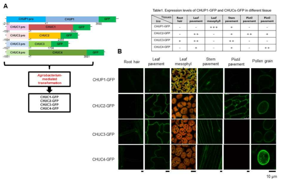 CHUC1~CHUC4의 세포내 위치 및 조직 특이적 발현 (A) CHUC1-GFP~CHUC4-GFP 애기장대 형질전환용 벡터. (B) CHUC2-GFP~CHUC4-GFP의 조직 특이적 발현 및 세포내 위치