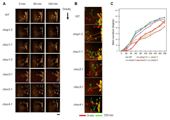 chuc 변이체의 중력굴성 (A) 120분간 중력반응. (B) (A)의 0 min과 120 min의 중력반응을 중첩한 사진. (C) 0~120 min의 연속적인 중력굴성의 정량화