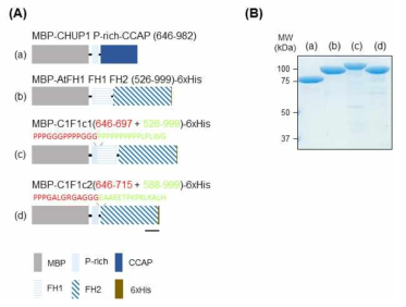 CHUP1 proline-rich와 Formin1의 FH1-FH2 도메인의 swapping gene의 대장균 발현 (A) 대장균 발현 벡터. (B) 대장균 발현 swapping gene 재조합 단백질