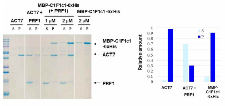 CHUP1-AtFORMIN1 FH1-FH2 swapping domain의 액틴 중합 능력