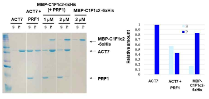 CHUP1-AtFORMIN1 FH2 swapping domain의 액틴 중합 능력